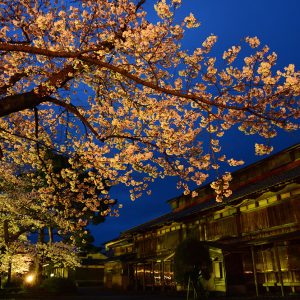 夜桜回廊 蚕種棟