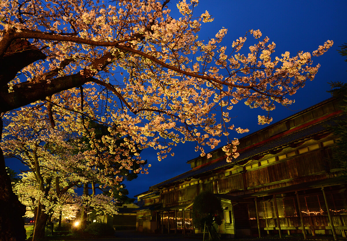 夜桜回廊 蚕種棟