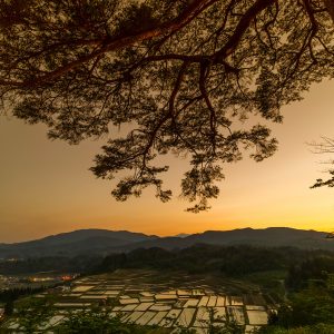 夕映えの一本松と棚田