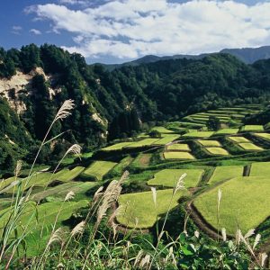 ほたる火の里 四ヶ村の棚田