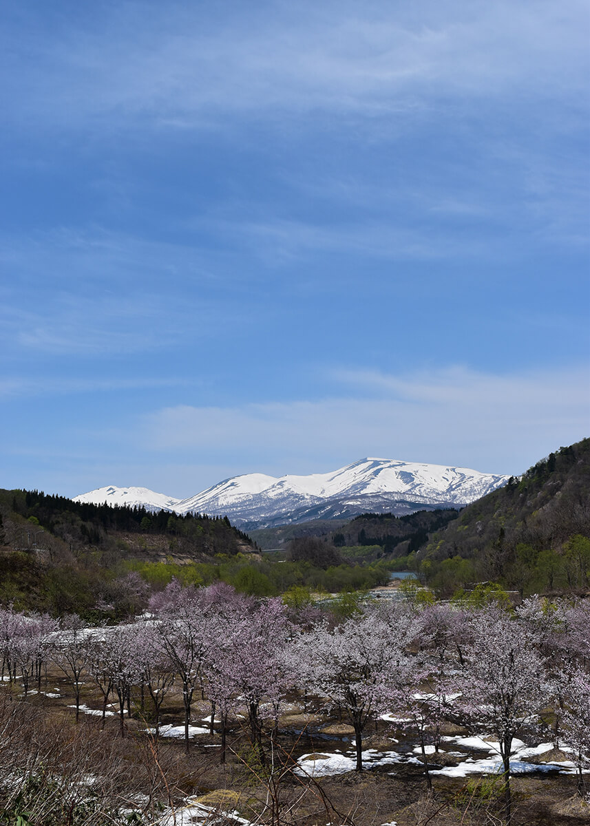 大井沢の春