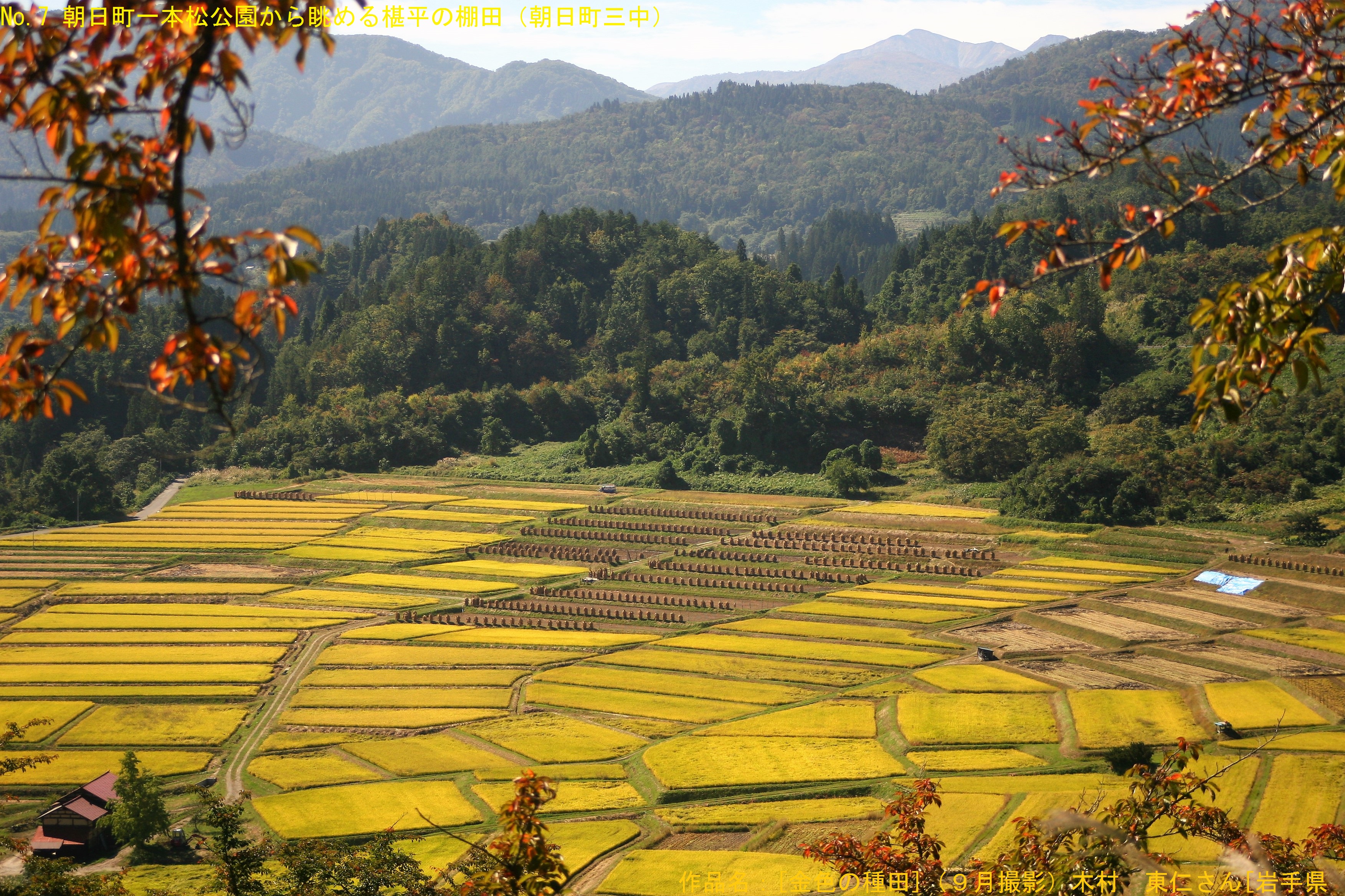 黄金の棚田