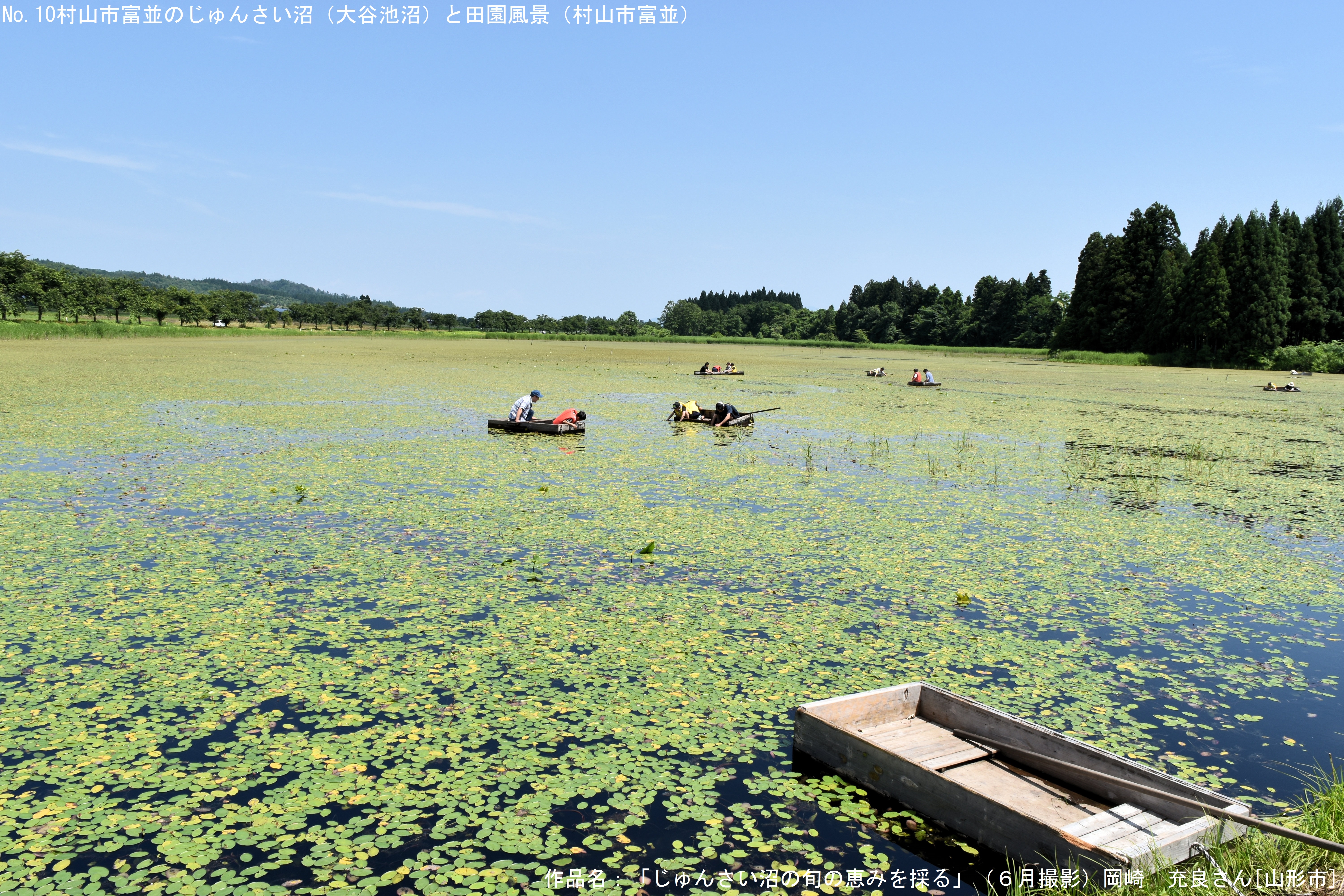 じゅんさい沼で旬の恵みを採る