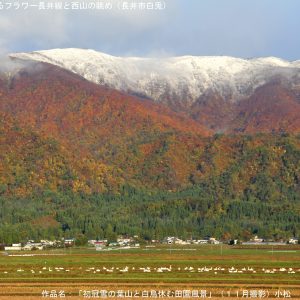 初冠雪の葉山と白鳥休む田園風景