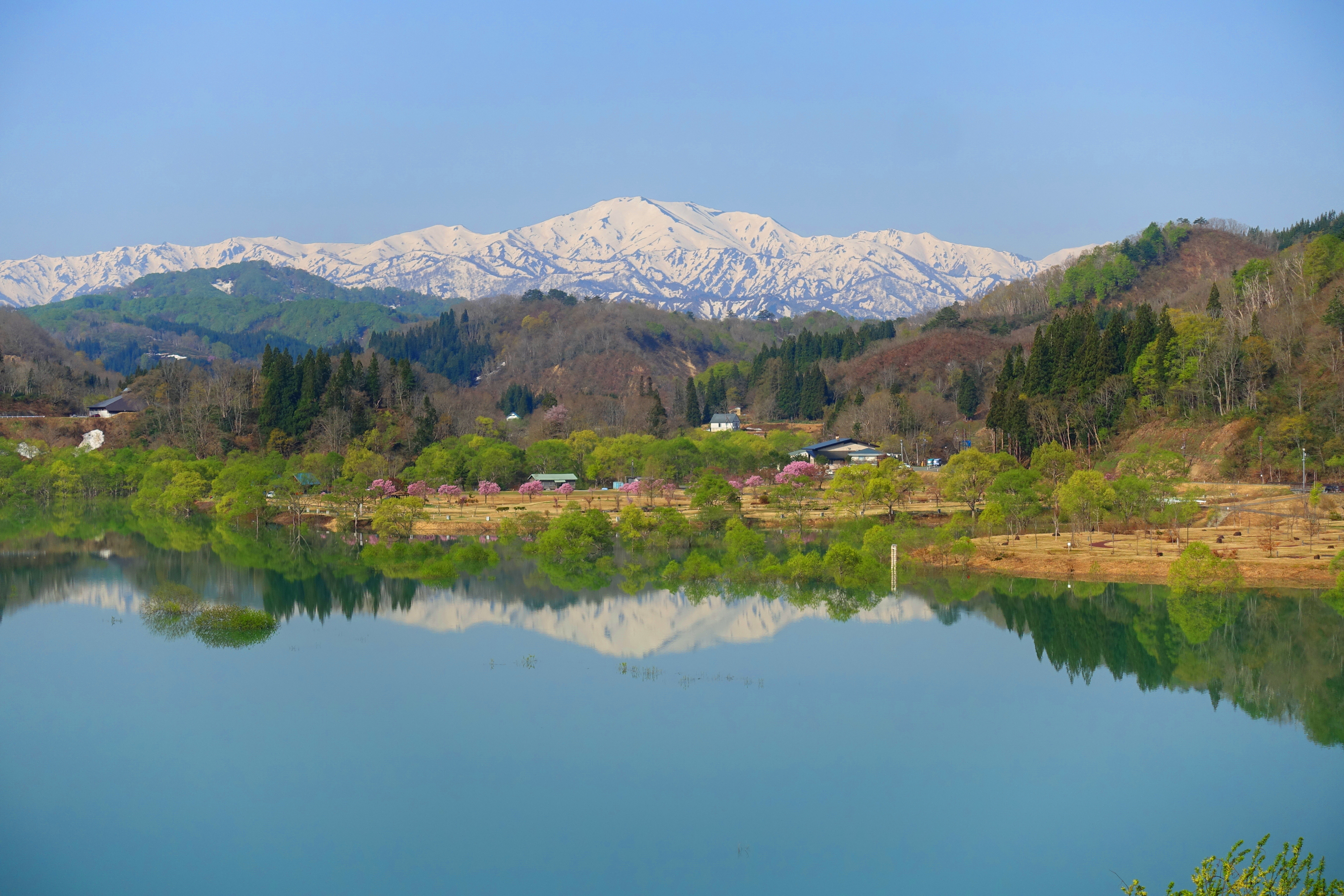 白川湖の水没林 - ①