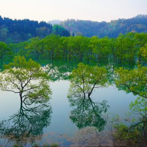 白川湖の水没林 – ②