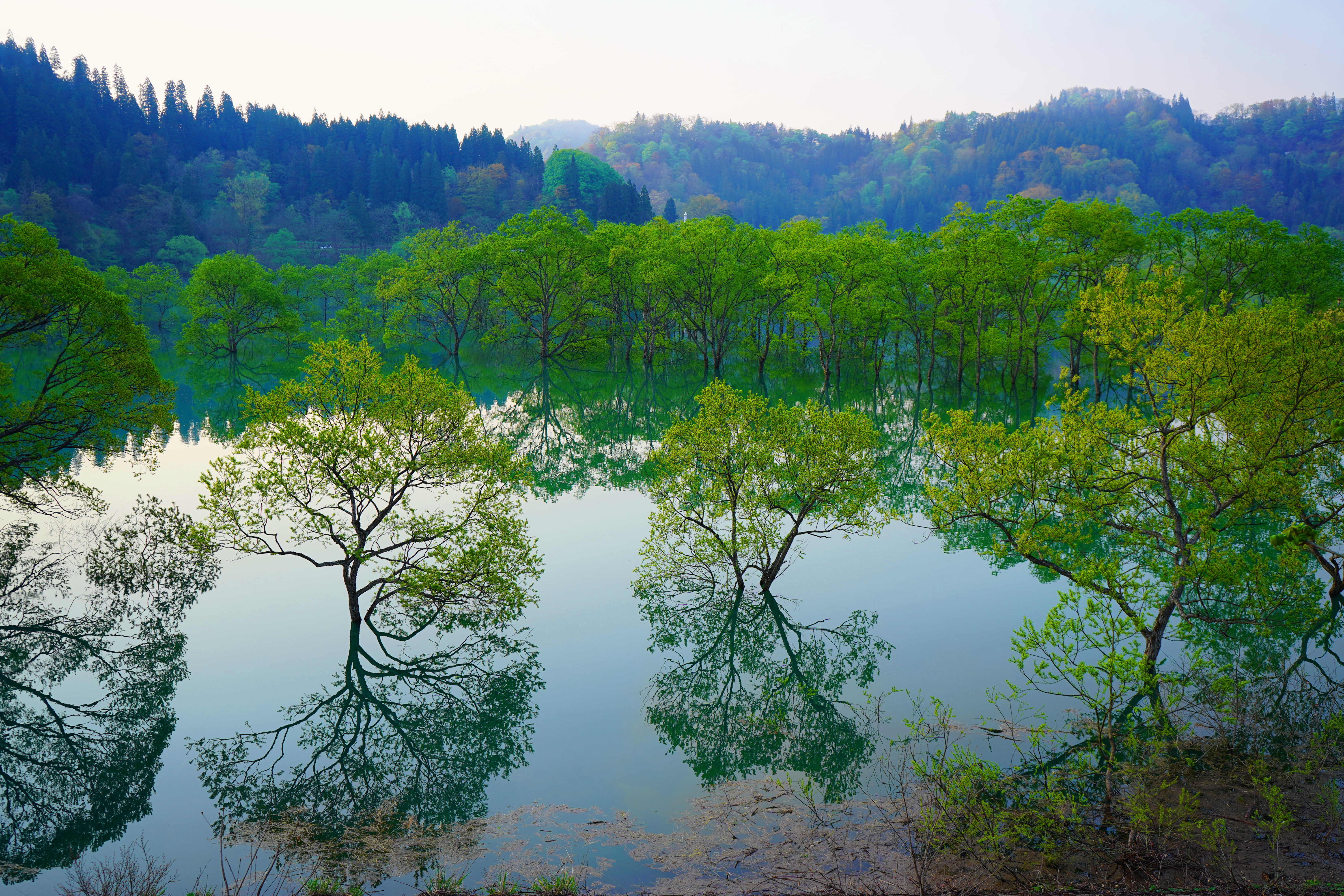 白川湖の水没林 - ②