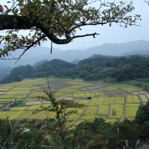 椹平秋景