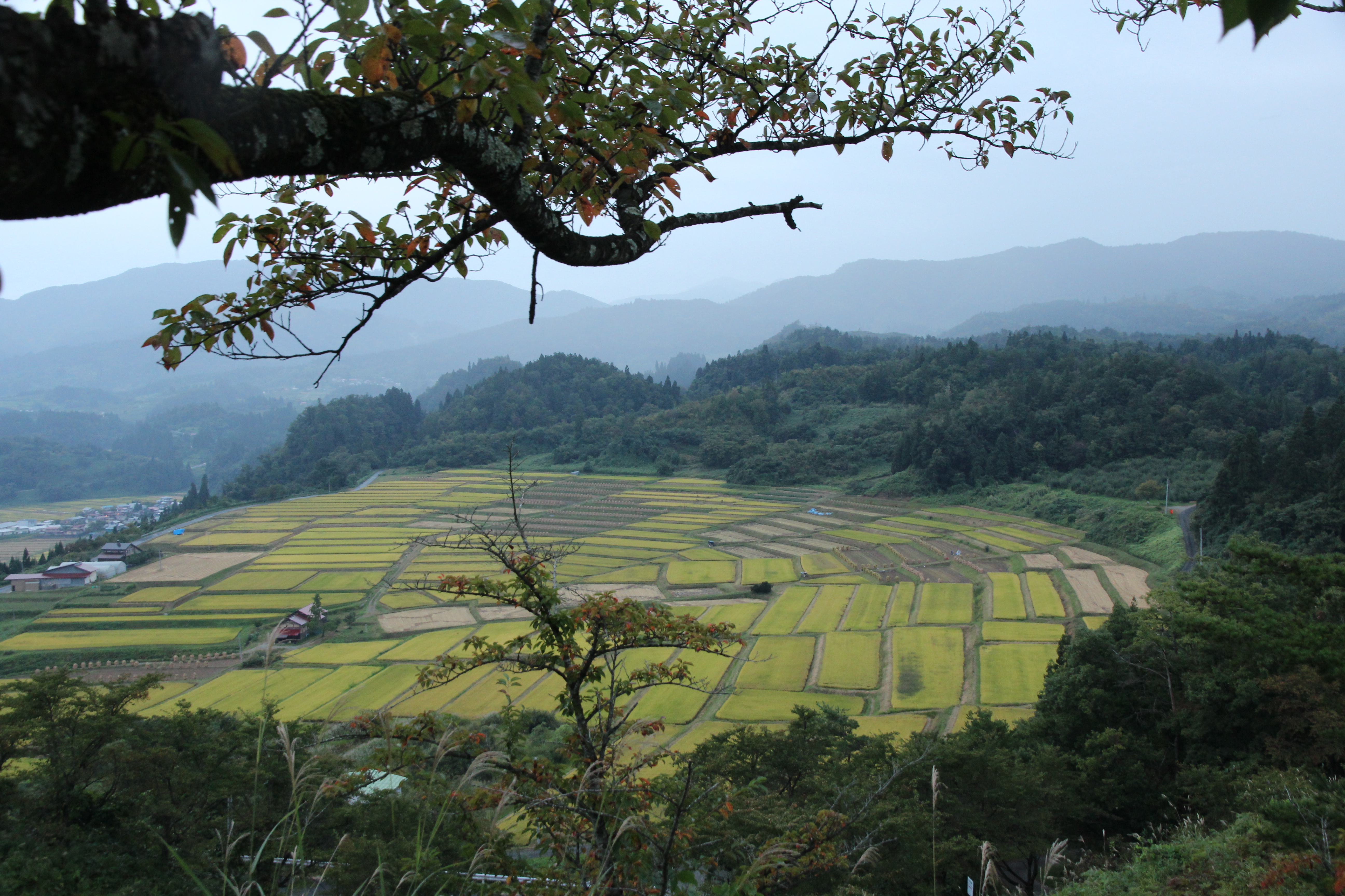 椹平秋景