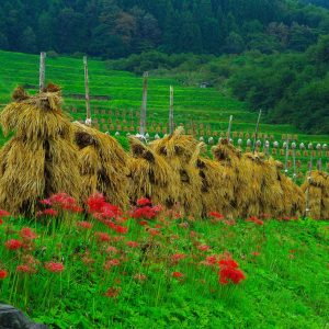 彼岸花の咲く棚田