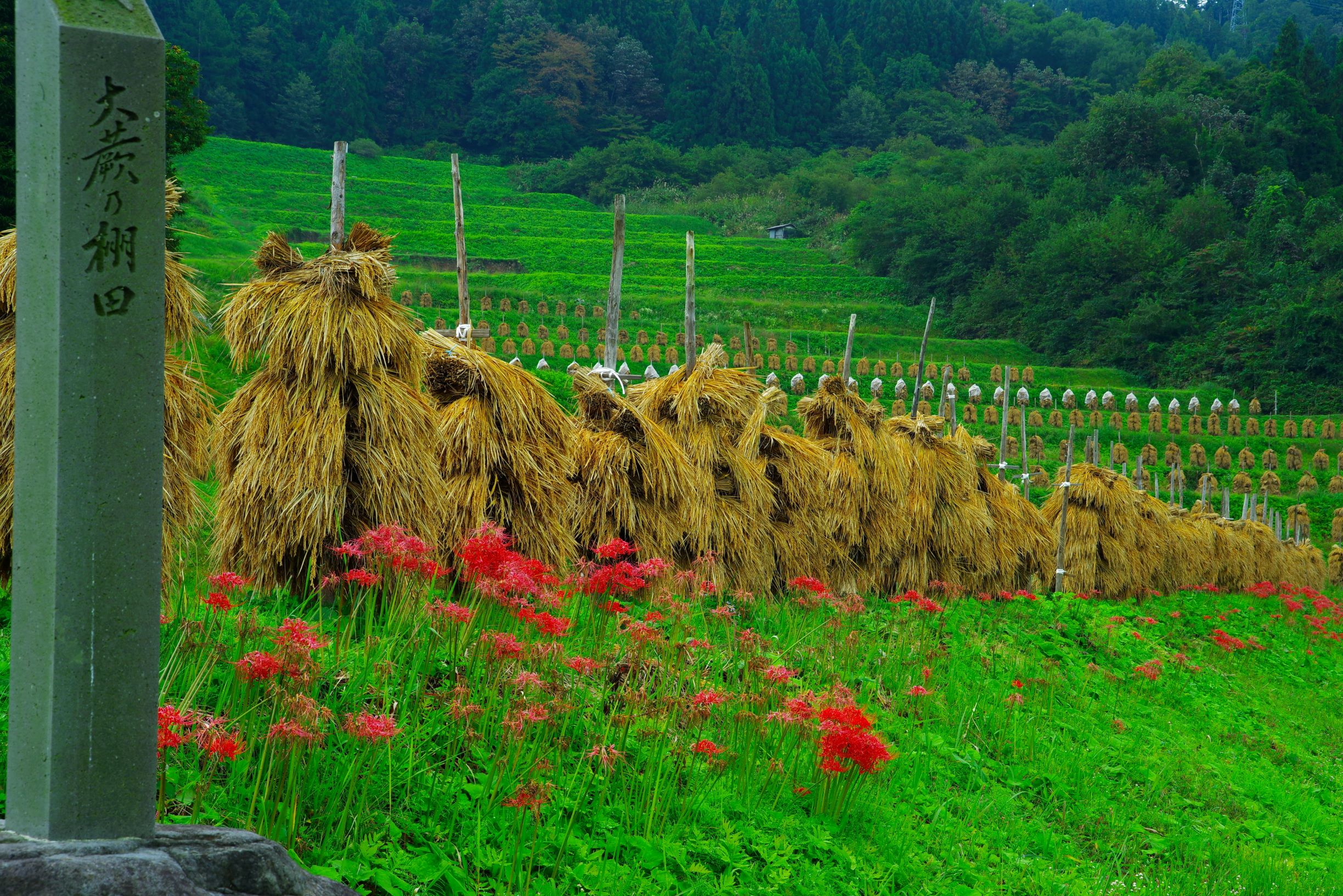 彼岸花の咲く棚田